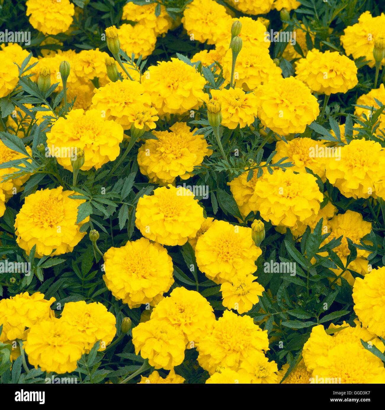 Marigold Triploid F1 `Zenith Yellow' ANN045408 Stock Photo Alamy